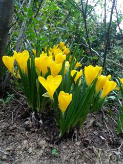 جام زرین پائیزه